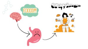The brain releasing ghrelin